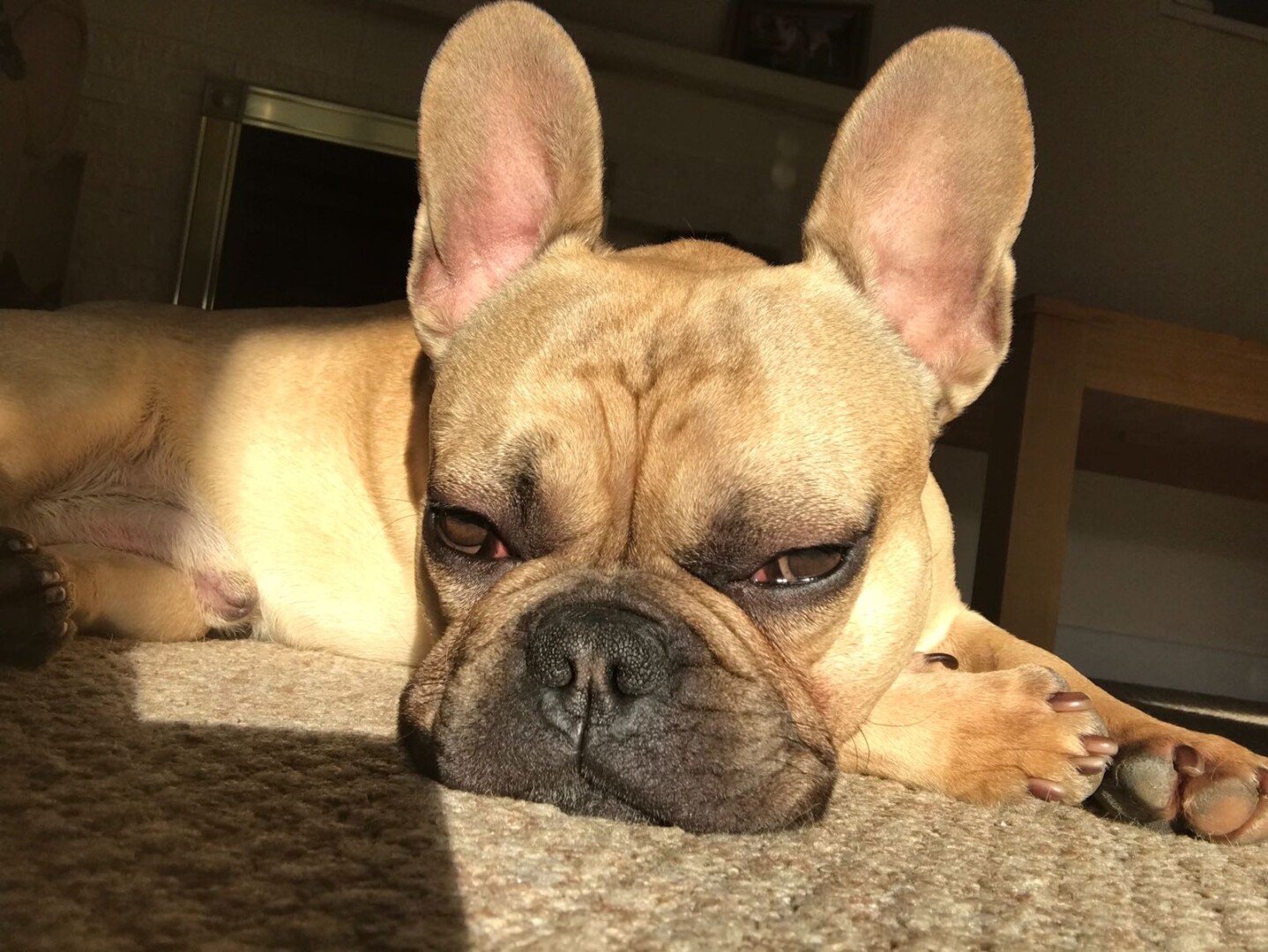 Frankie: Photograph