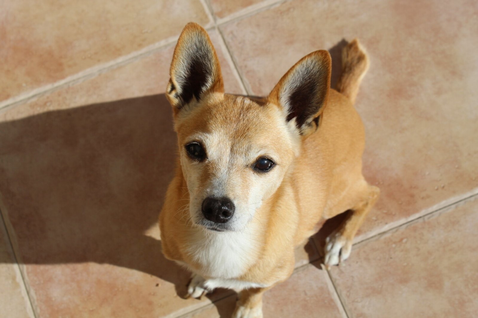 Doggy photo