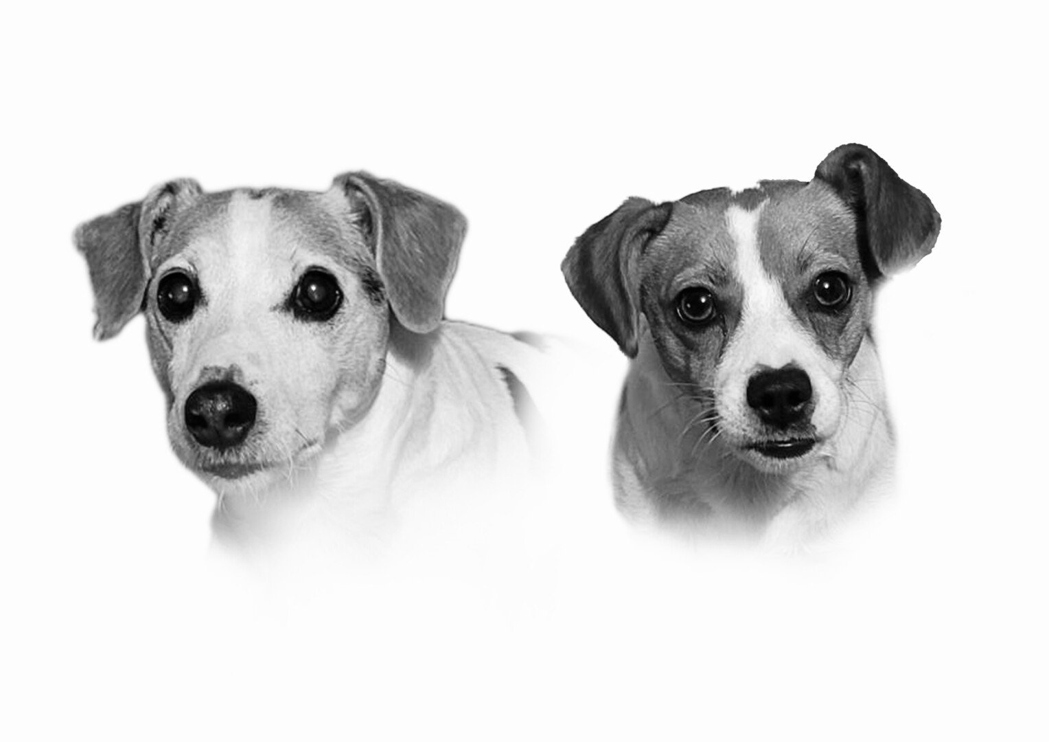 Dogs A3