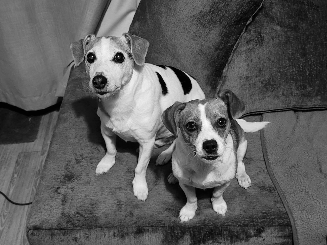 Dogs A3
