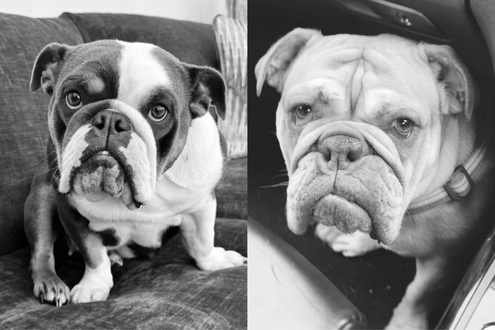 Perros A3