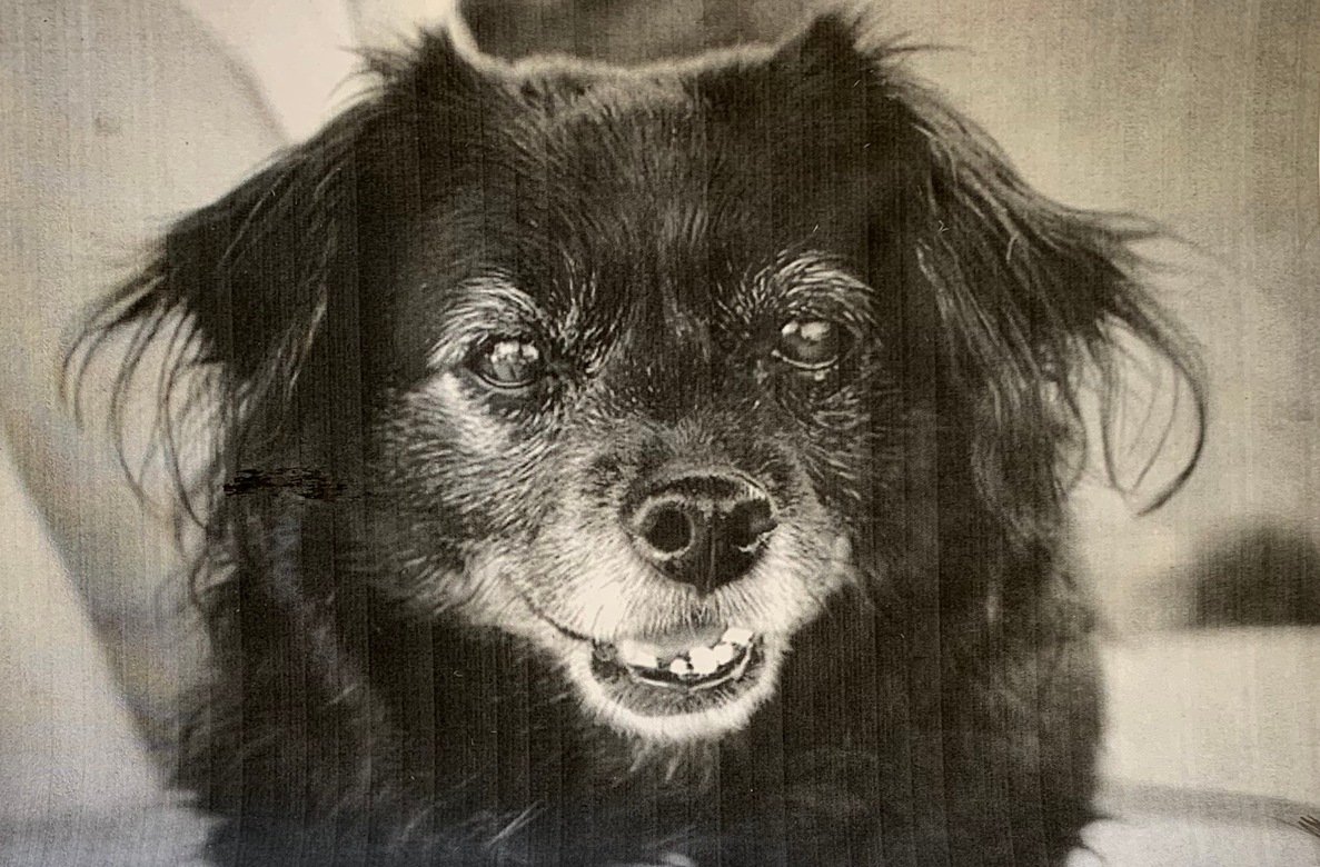 Millie photo