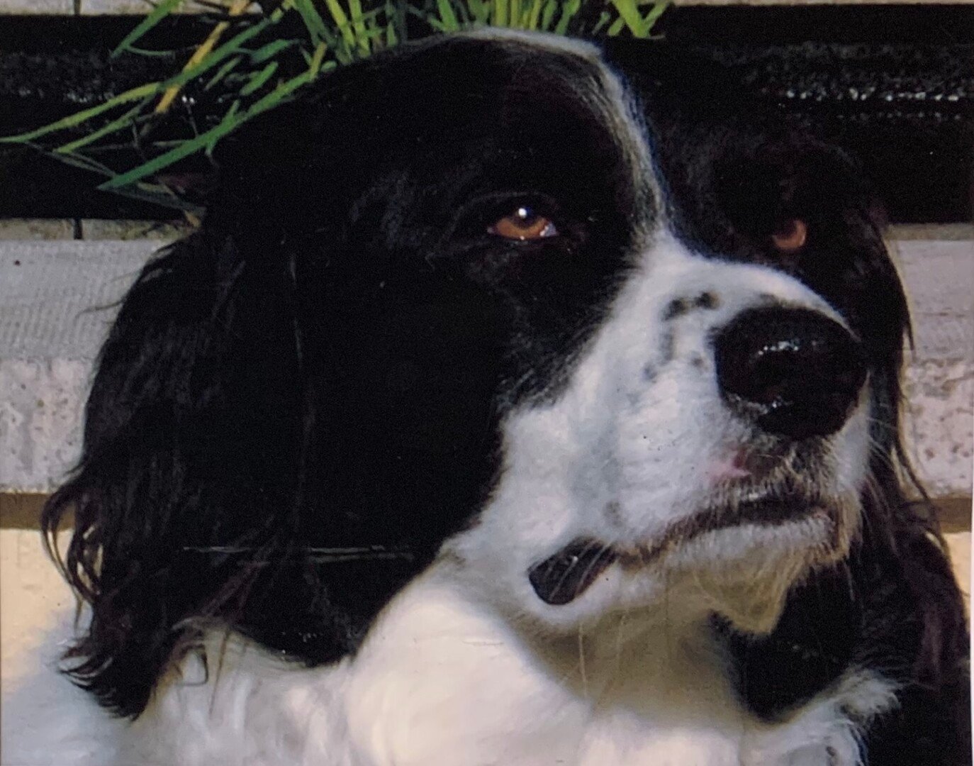 Charlie photo