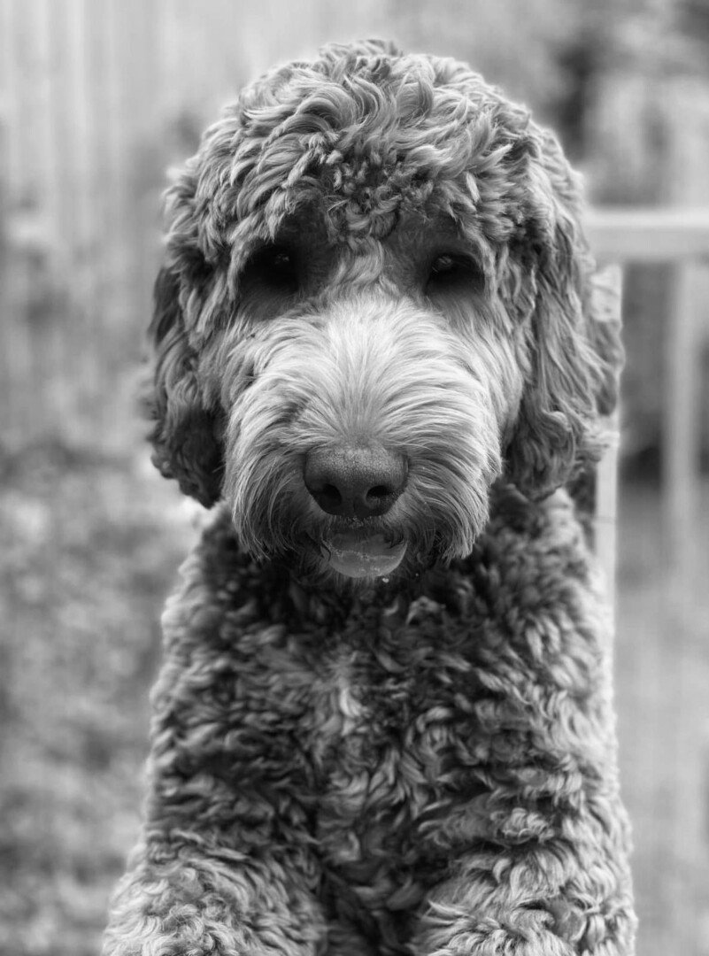 Rufus