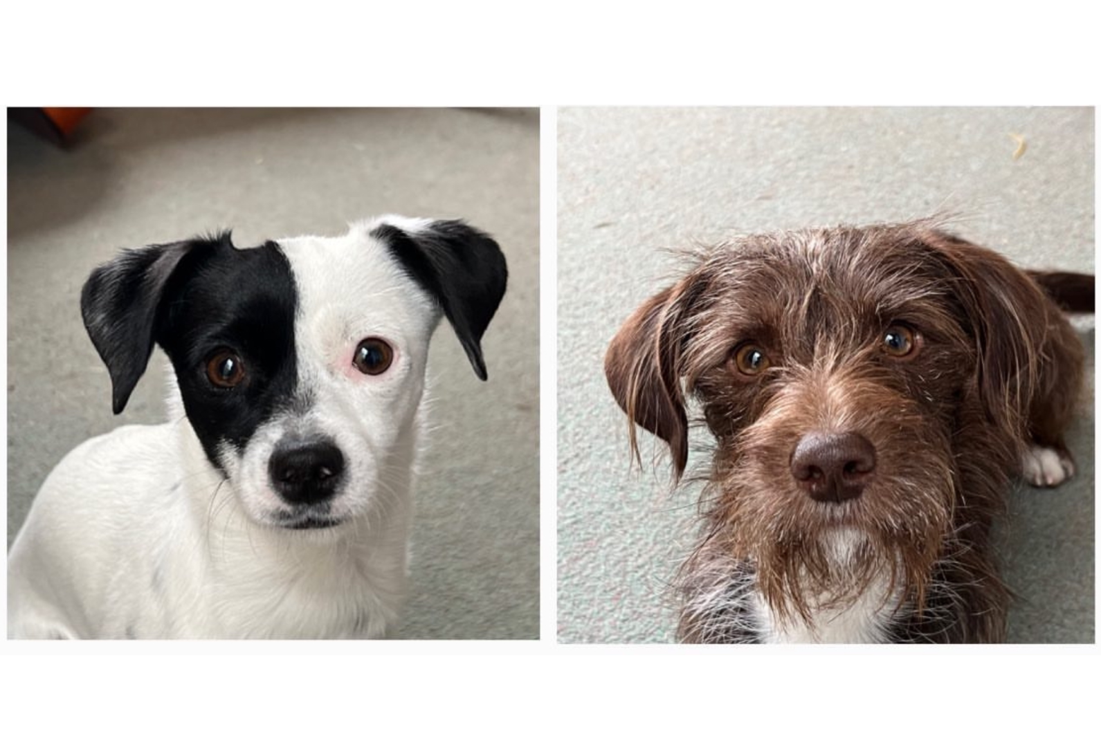 Sox & Kira: Photograph